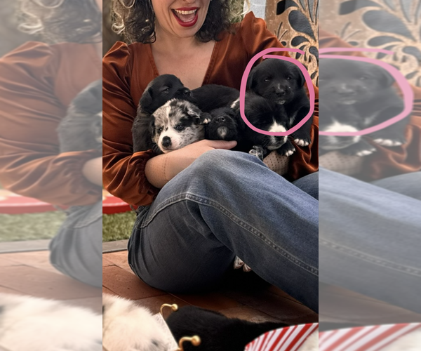 Medium Photo #22 Akita-Bernedoodle Mix Puppy For Sale in TUCSON, AZ, USA