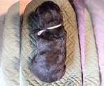 Small Photo #13 Saint Berdoodle Puppy For Sale in HOMOSASSA, FL, USA
