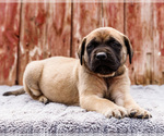Small Photo #81 Mastiff Puppy For Sale in WAKARUSA, IN, USA