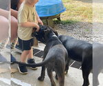 Small Photo #3 Staffordshire Bull Terrier Puppy For Sale in Maryville, TN, USA
