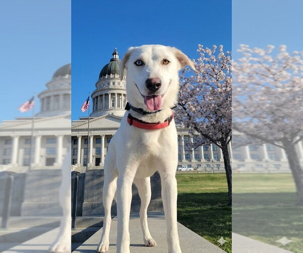 Medium Photo #1 Siberian Husky-Unknown Mix Puppy For Sale in Salt Lake City, UT, USA