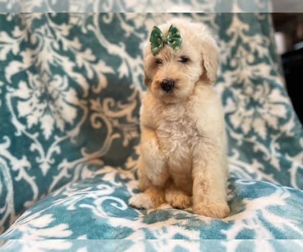 Medium Photo #7 Poodle (Standard) Puppy For Sale in LAKELAND, FL, USA