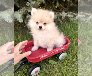 Pomeranian Puppy for Sale in MIDDLEBURY, Indiana USA