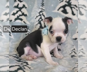 Boston Terrier Puppy for sale in MINERAL WELLS, WV, USA