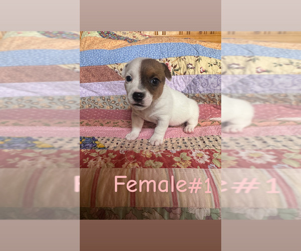 Medium Photo #6 Jack Russell Terrier Puppy For Sale in WEST LIBERTY, KY, USA