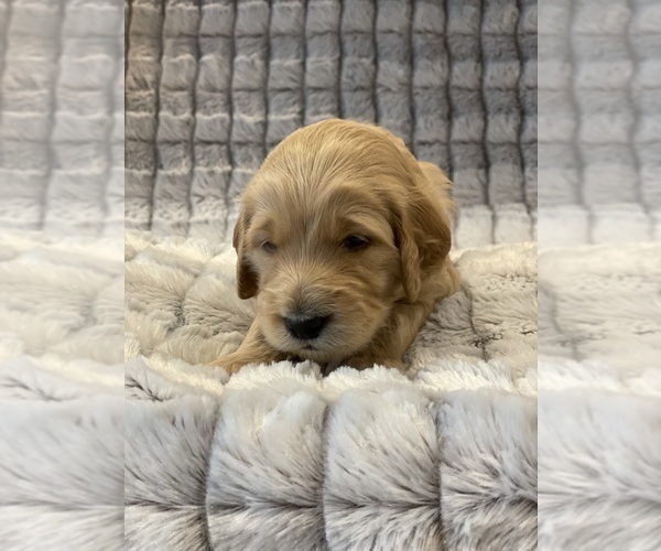 Medium Photo #17 Goldendoodle Puppy For Sale in SUGAR LAND, TX, USA