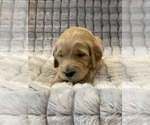 Small Photo #17 Goldendoodle Puppy For Sale in SUGAR LAND, TX, USA