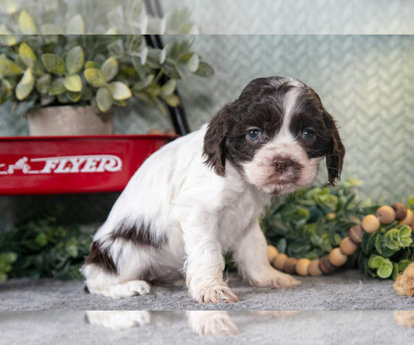 Medium Photo #1 Cocker Spaniel Puppy For Sale in NAPPANEE, IN, USA