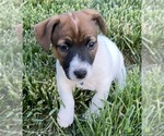 Small Photo #1 Jack Russell Terrier Puppy For Sale in FREEMAN, MO, USA