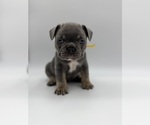 Puppy Puppy 7 French Bulldog