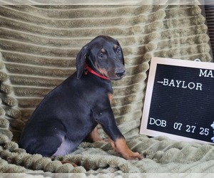 Doberman Pinscher Puppy for sale in POMEROY, OH, USA