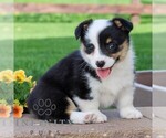 Small #4 Pembroke Welsh Corgi