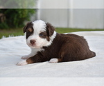 Small #4 Miniature Australian Shepherd