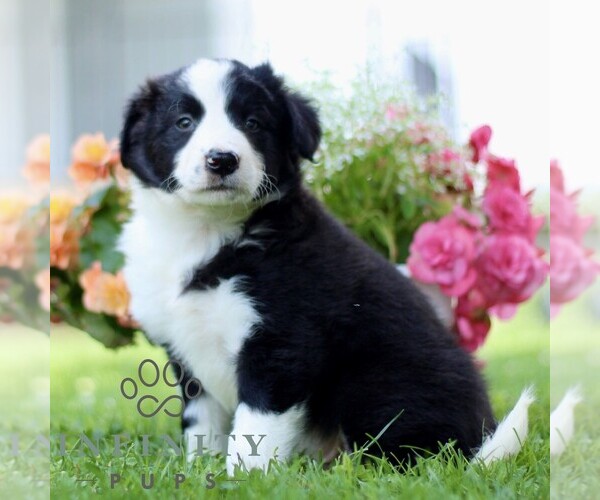 Medium Photo #3 Border Collie Puppy For Sale in QUARRYVILLE, PA, USA