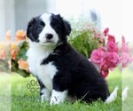 Small #2 Border Collie