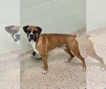 Small Photo #4 Boxer Puppy For Sale in Austin, TX, USA