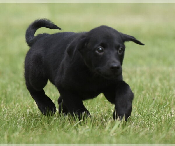 Medium Photo #3 Borador Puppy For Sale in Mechanicsburg, PA, USA