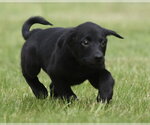 Small #2 Borador