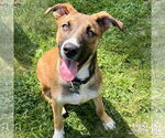 Small #5 Boxer Mix