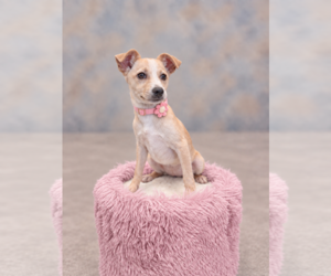 Neza - Female Chihuahua-Unknown Mix Dog for Adoption - Photo #2