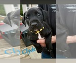 Clyde - Male Mutt Dog for Adoption - Small photo