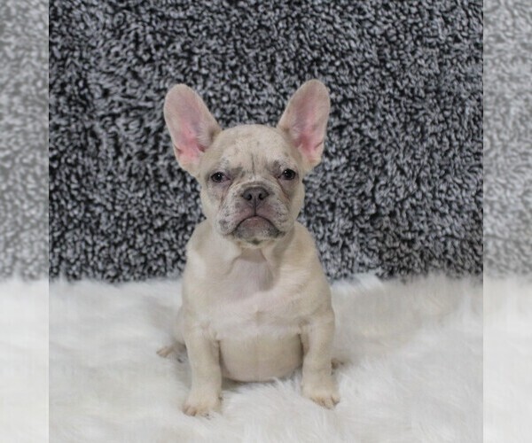 Medium Photo #1 French Bulldog Puppy For Sale in APPLE CREEK, OH, USA