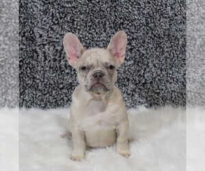 French Bulldog Dog for Adoption in APPLE CREEK, Ohio USA