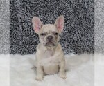 Small Photo #1 French Bulldog Puppy For Sale in APPLE CREEK, OH, USA