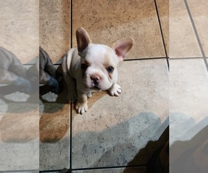French Bulldog Puppy for sale in LAVEEN, AZ, USA