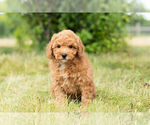 Small Photo #5 Poodle (Toy) Puppy For Sale in WARSAW, IN, USA