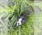 Small #6 Boston Terrier