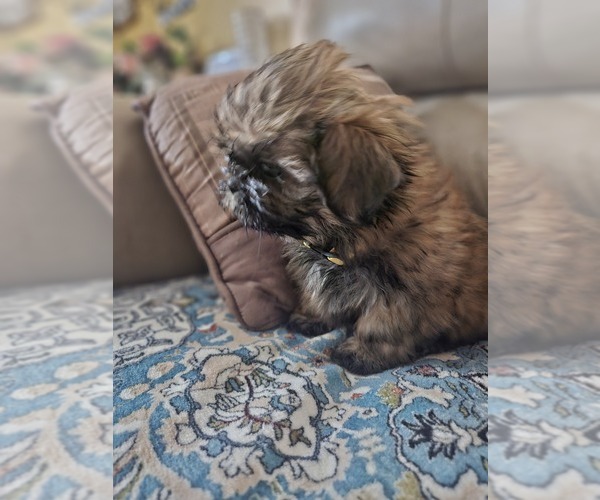Medium Photo #23 Shih Tzu Puppy For Sale in WOODSFIELD, OH, USA