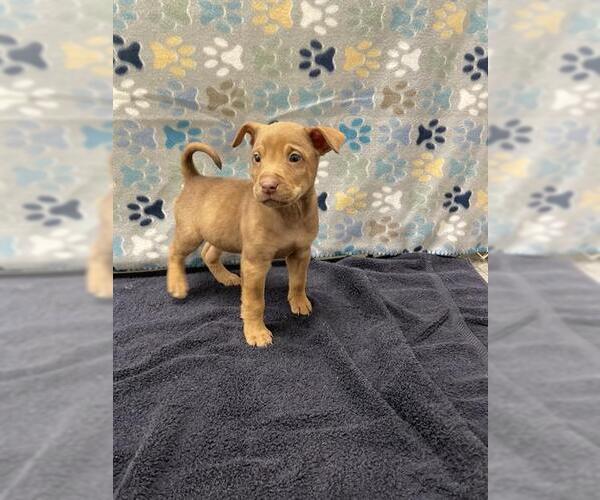 Medium Photo #1 Labrador Retriever Puppy For Sale in Rosenberg, TX, USA