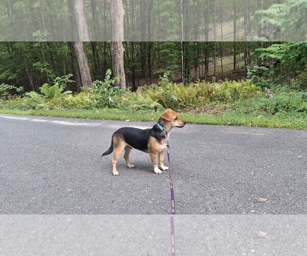 Medium Photo #6 Doxle Puppy For Sale in Sebec, ME, USA