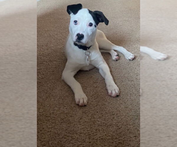 Medium Photo #13 Mutt Puppy For Sale in Princeton, MN, USA