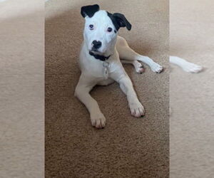 Caliente - Female Mutt Dog for Adoption - Photo #13