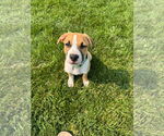Small #3 Mutt