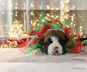 Bulldog Puppy for Sale in WINNSBORO, Texas USA