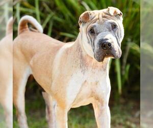 Chinese Shar-Pei Dogs for adoption in Camarillo, CA, USA