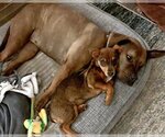 Small Photo #5 Dachshund-Unknown Mix Puppy For Sale in Corona, CA, USA