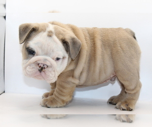 English Bulldog Puppy for sale in BRANDON, FL, USA