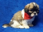 Small Photo #3 Lhasa Apso Puppy For Sale in BUFFALO, MO, USA