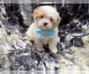 Cavapoo Puppy for sale in CAMPBELLSVILLE, KY, USA