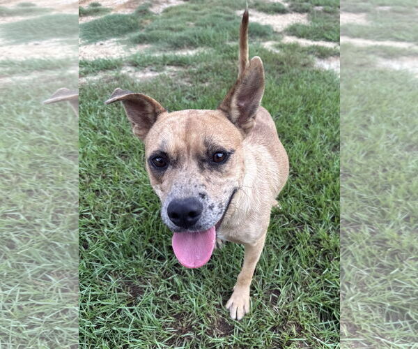 Medium Photo #4 Mutt Puppy For Sale in Eastman, GA, USA