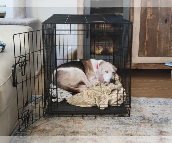 Medium Photo #6 Beagle Puppy For Sale in Tampa, FL, USA