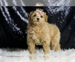 Small Photo #104 Maltipoo Puppy For Sale in WARSAW, IN, USA