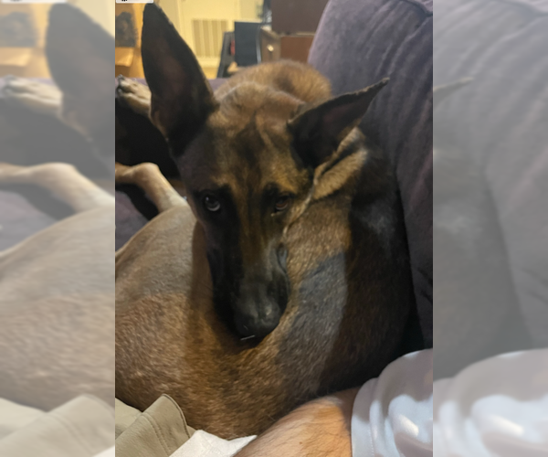 Medium Photo #2 German Shepherd Dog-Unknown Mix Puppy For Sale in Centreville, VA, USA