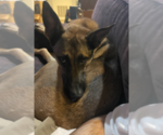 Small #1 German Shepherd Dog Mix