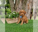 Small #4 Goldendoodle