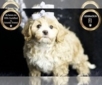 Puppy Lavender F1 Maltipoo